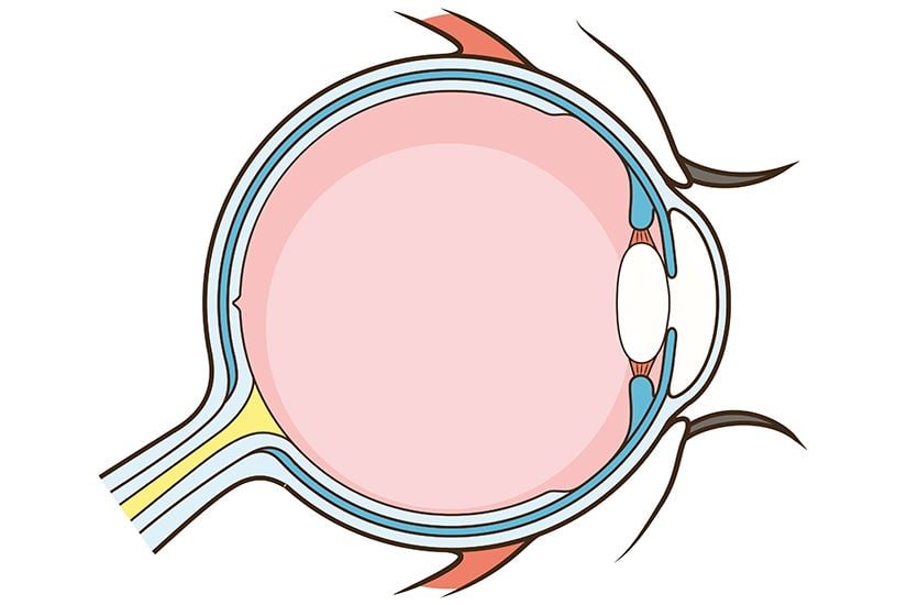 Hoya Vision eye anatomy